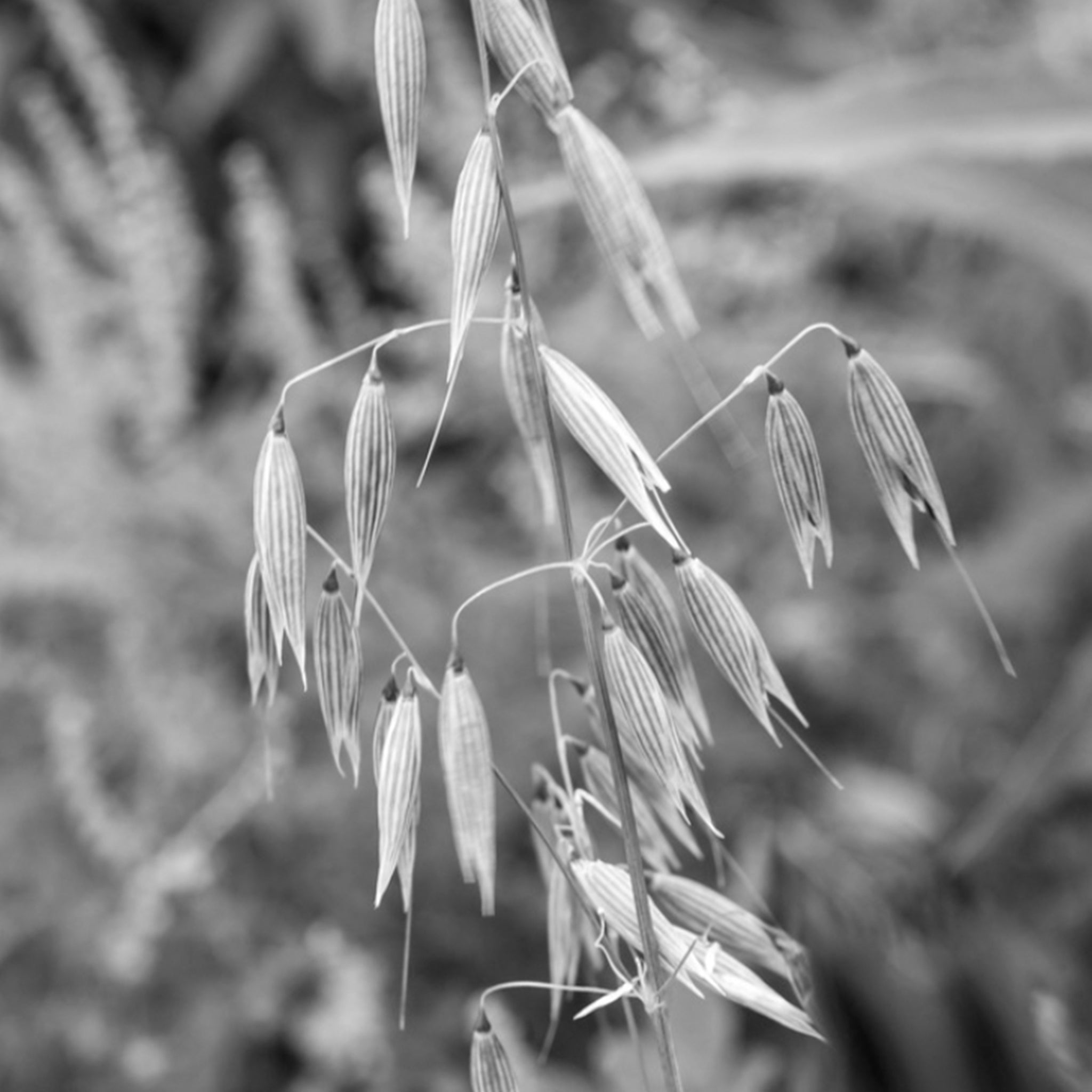 Oat kernel extract
