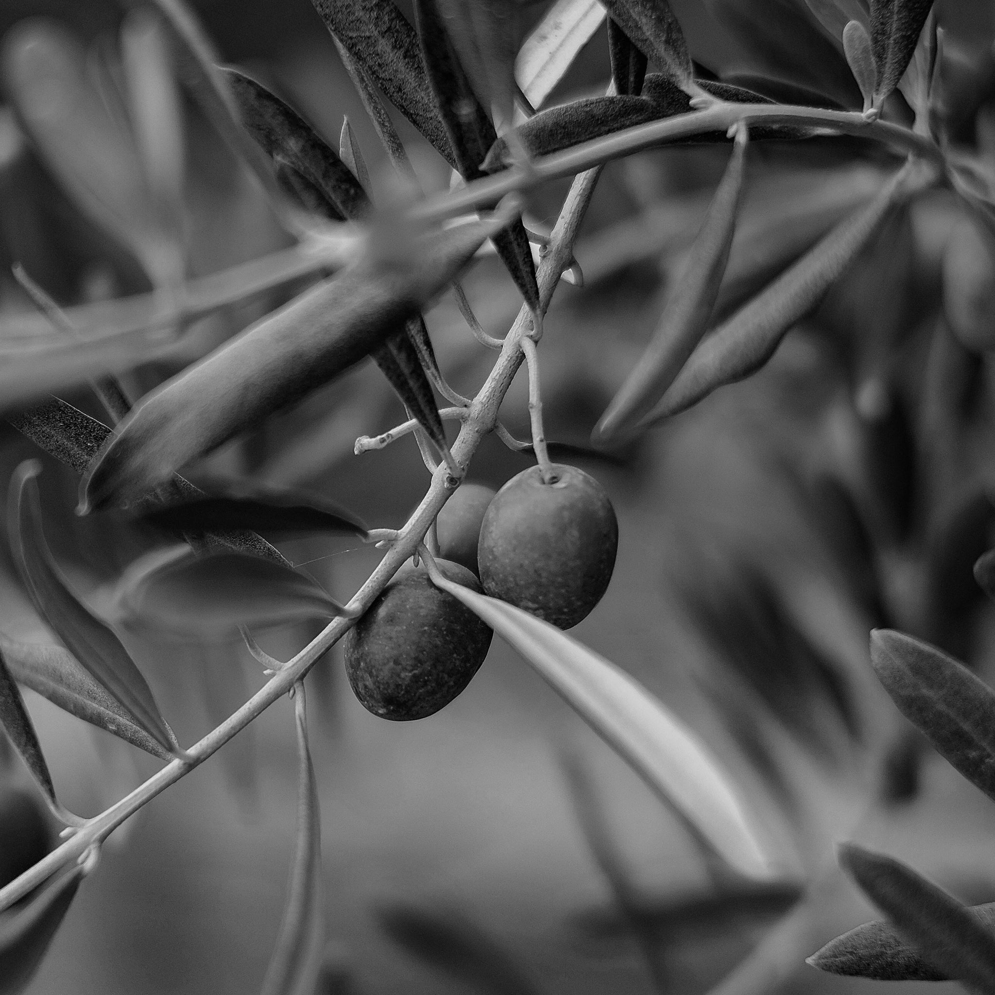 Olive fruit oil