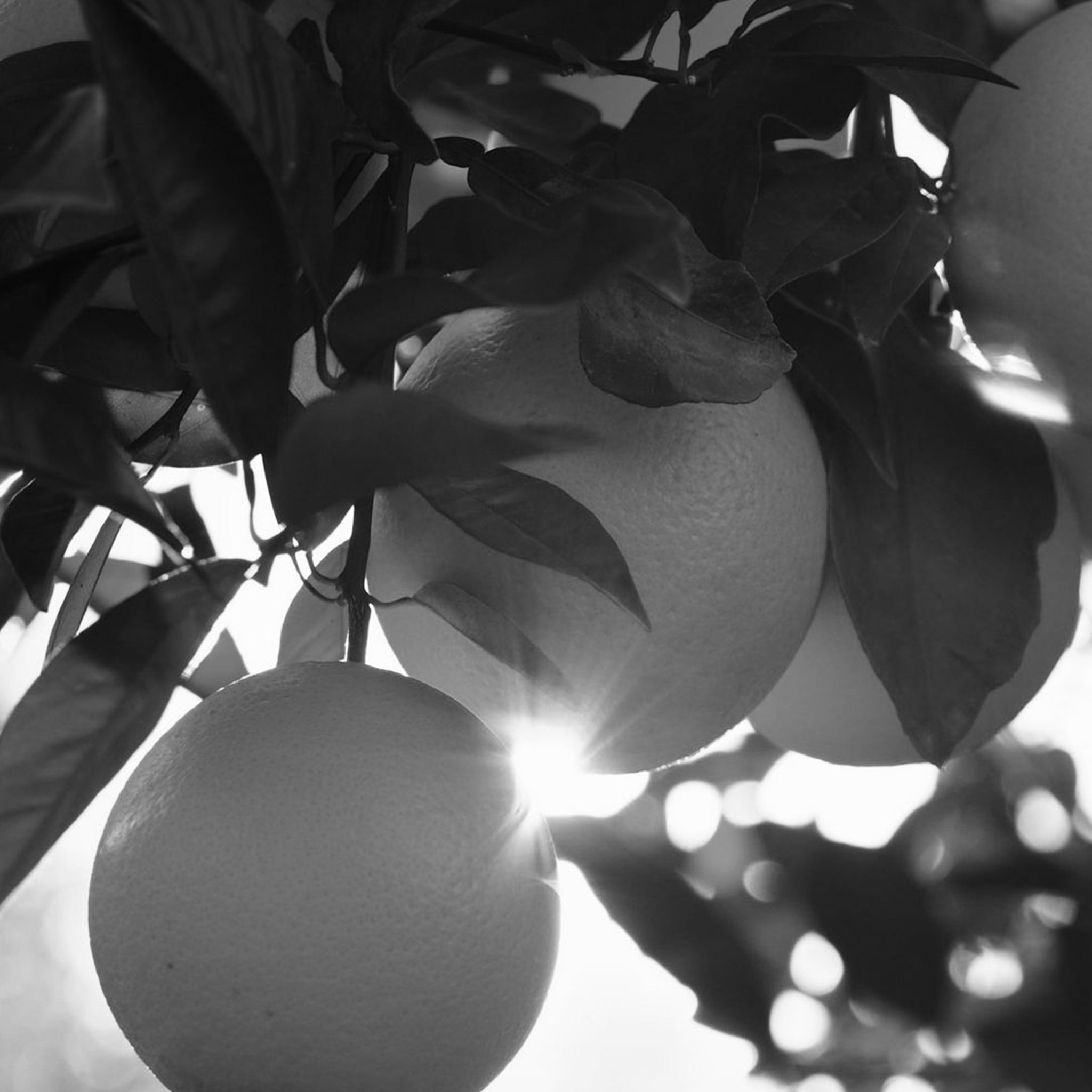 Orange essential oil