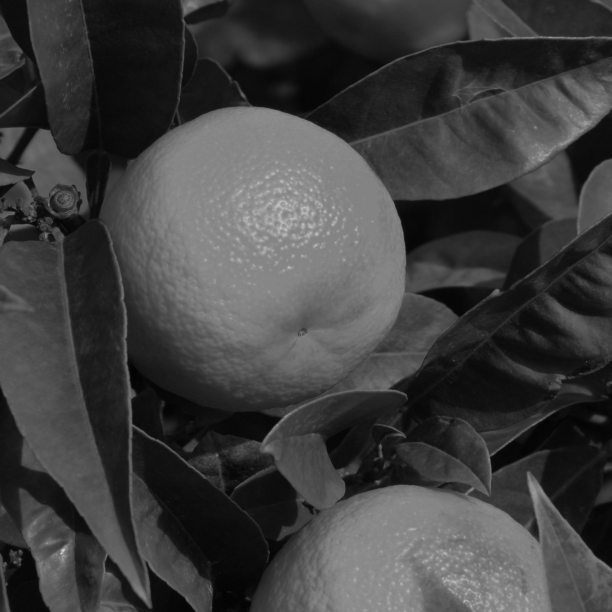 Orange peel