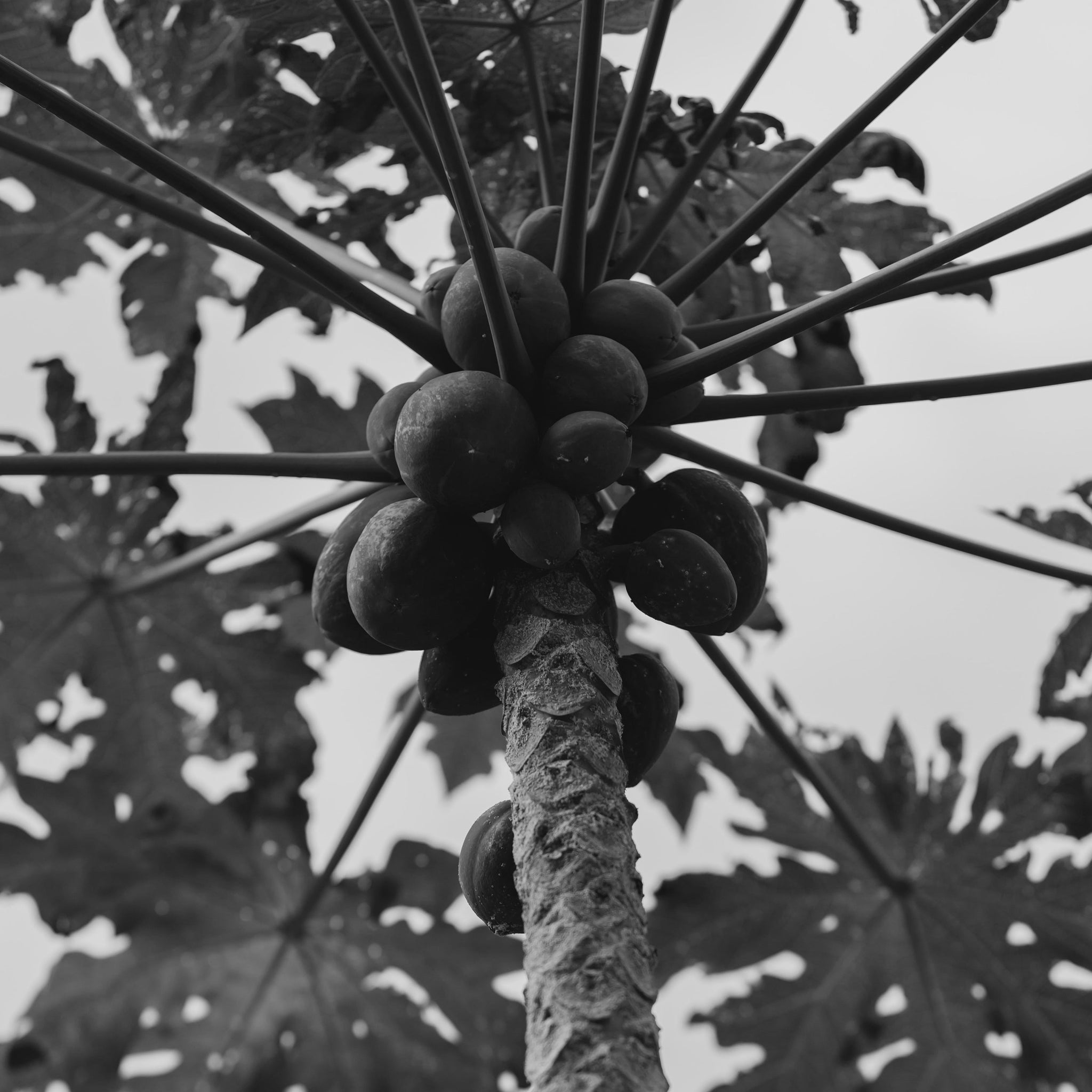 Papaya fruit extract