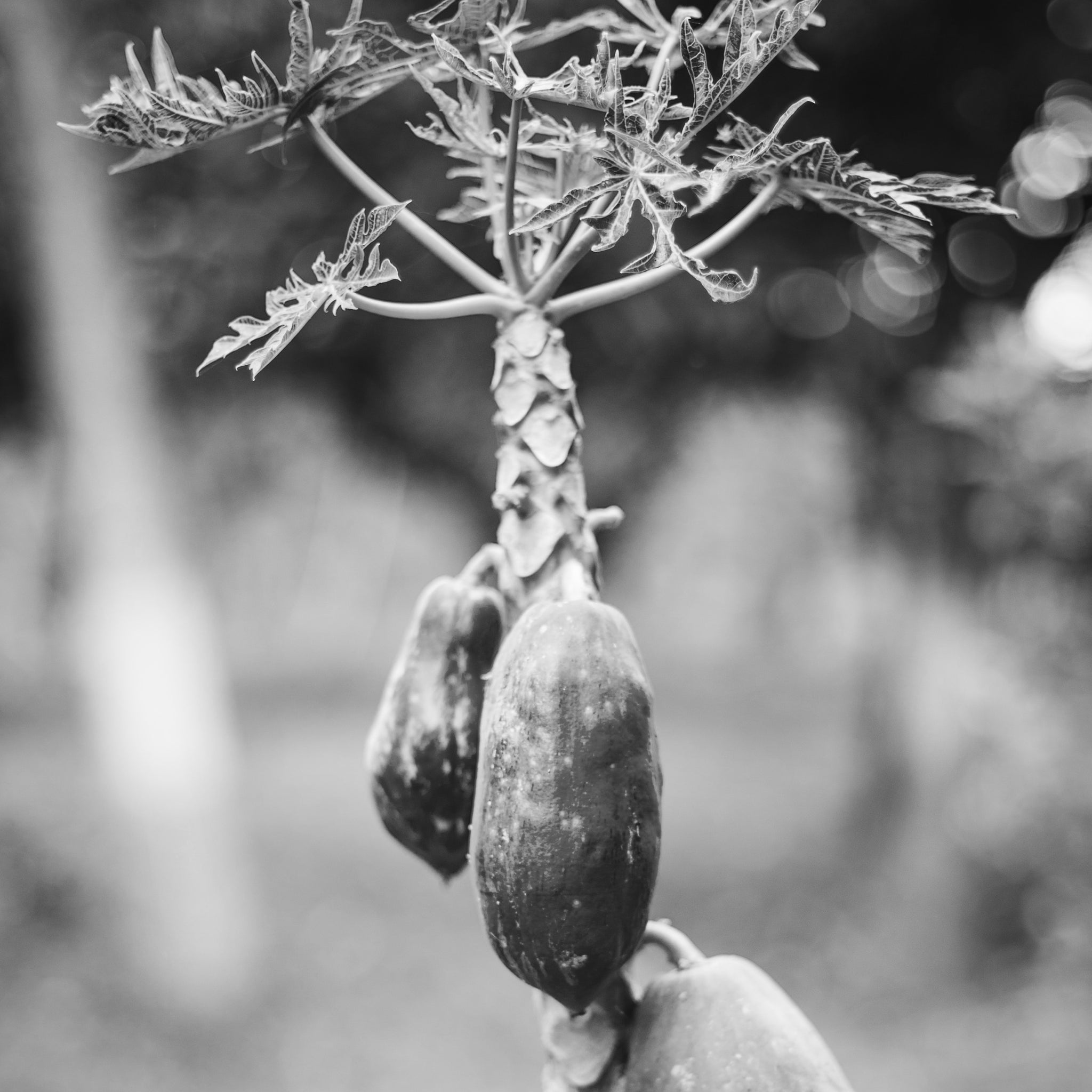 Papaya oil