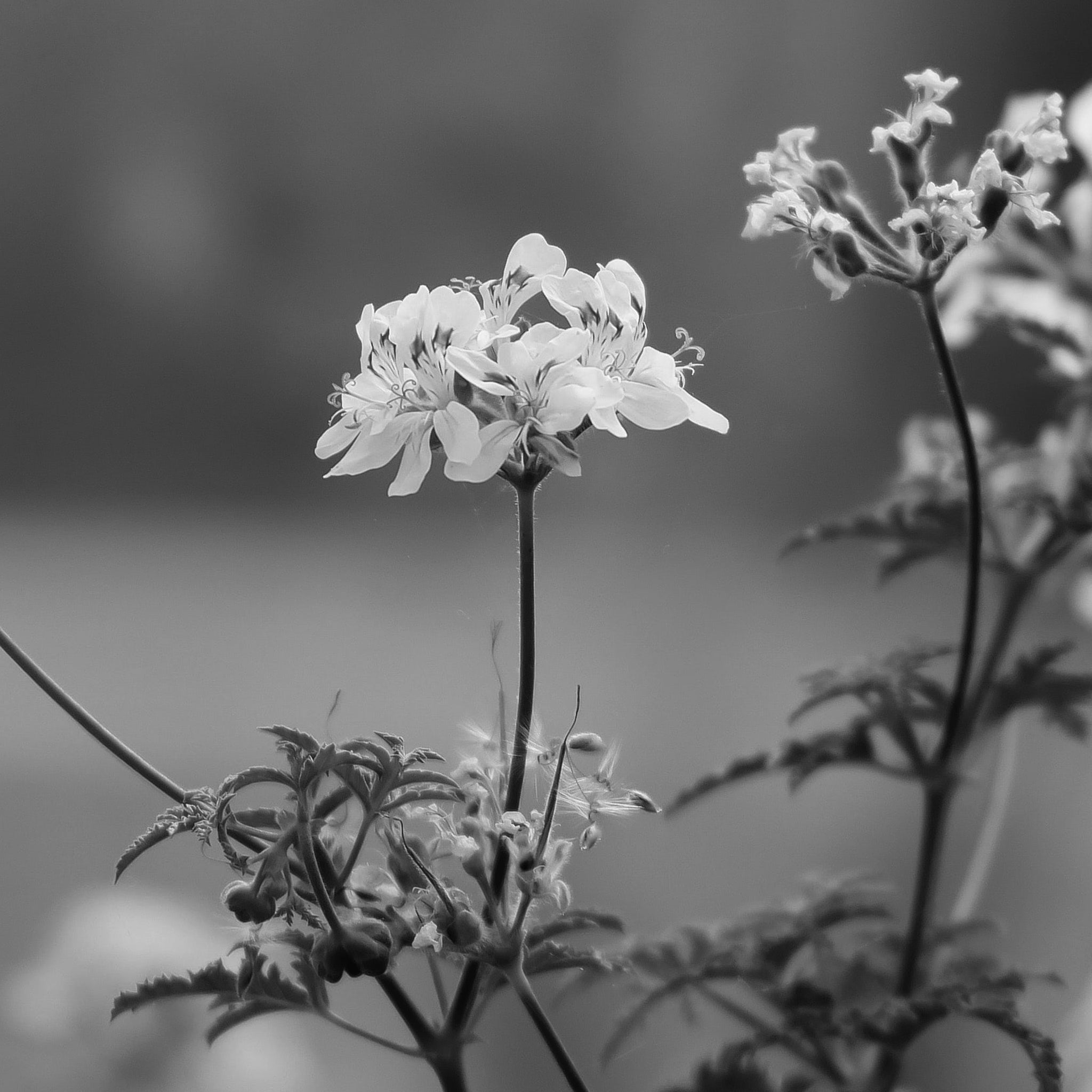 Geranium oil