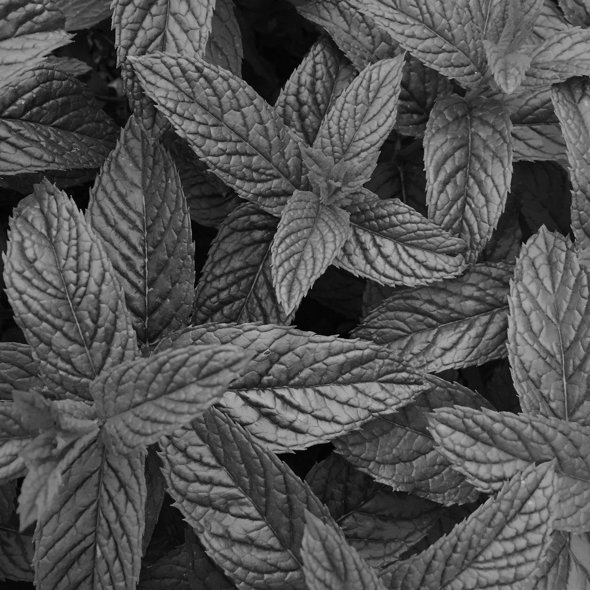 Peppermint oil