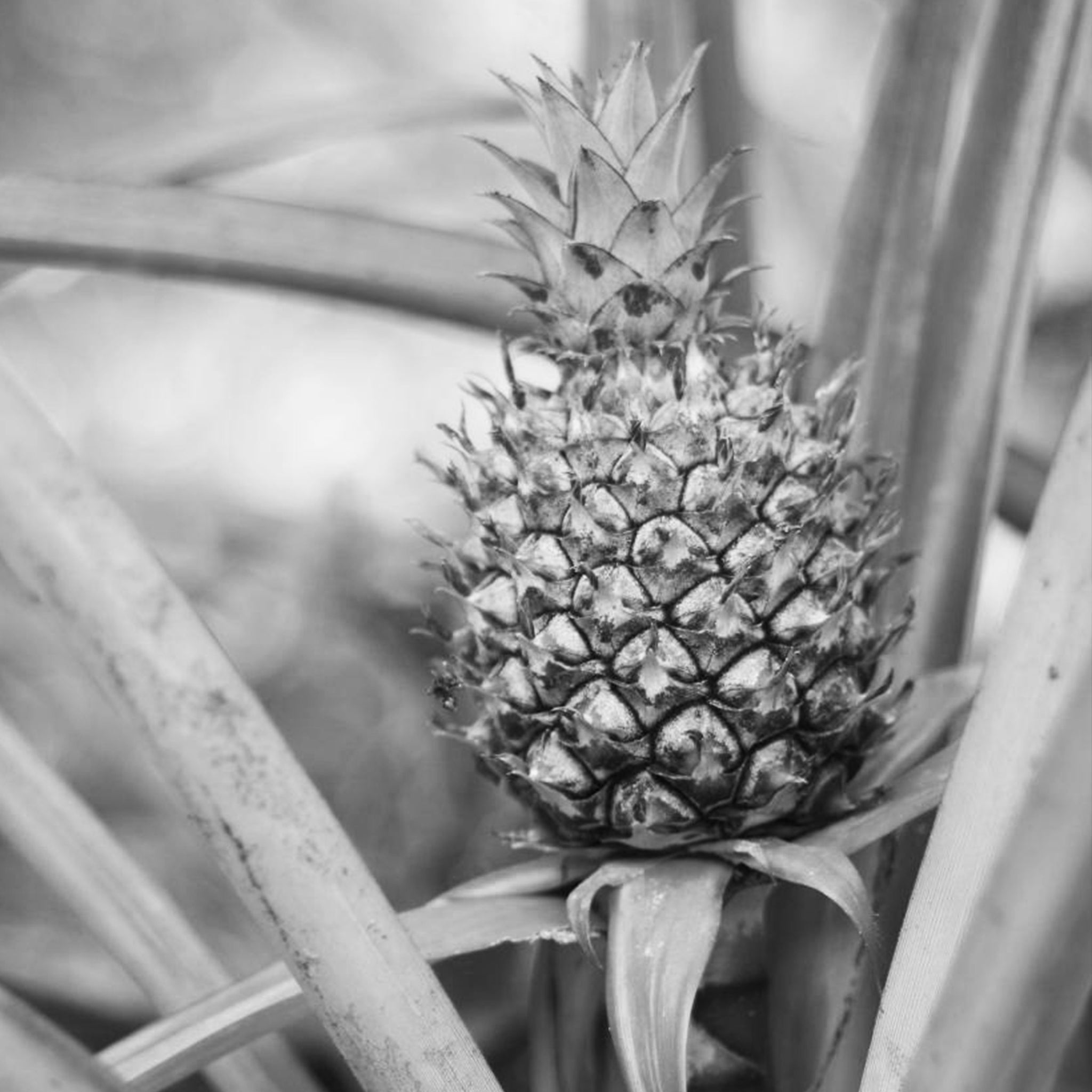 Pineapple extract
