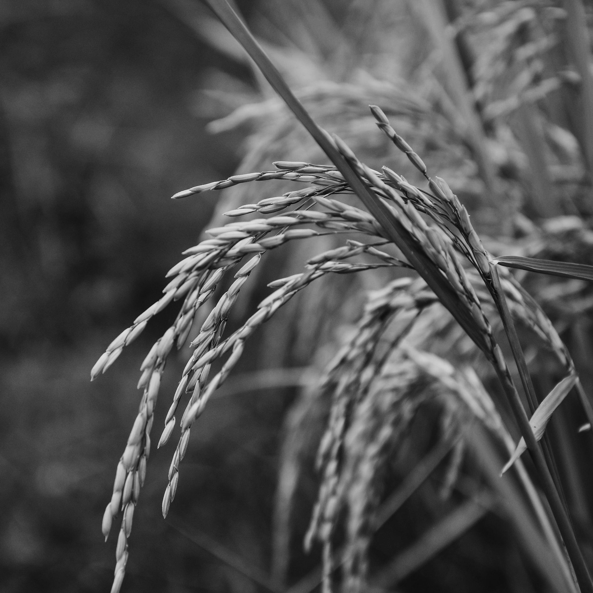 Rice powder