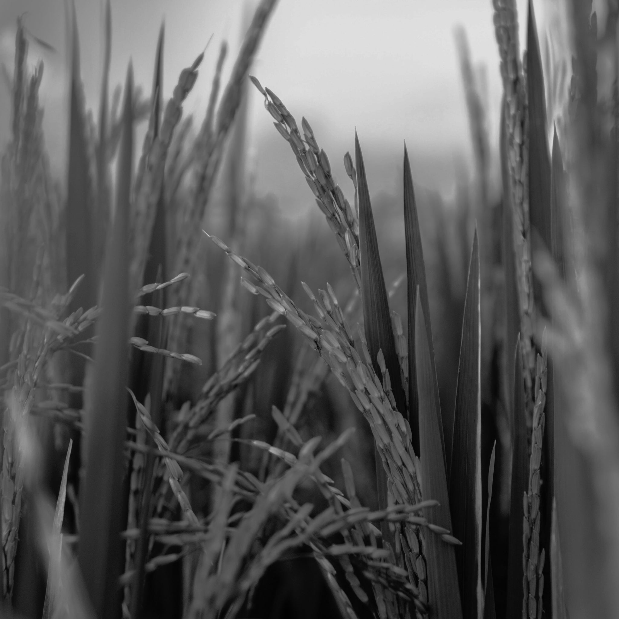 Rice oil