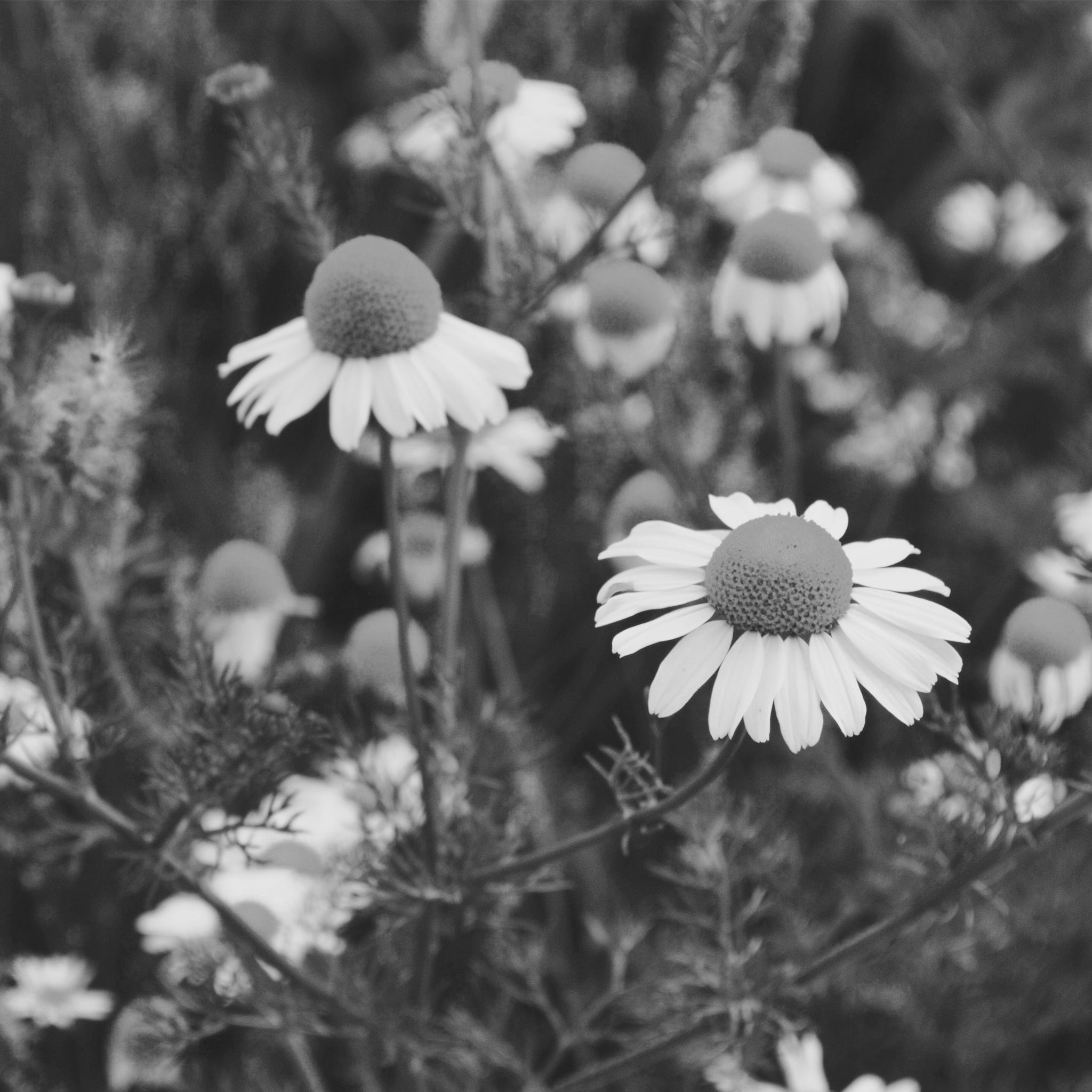Roman Chamomile Flower Oil