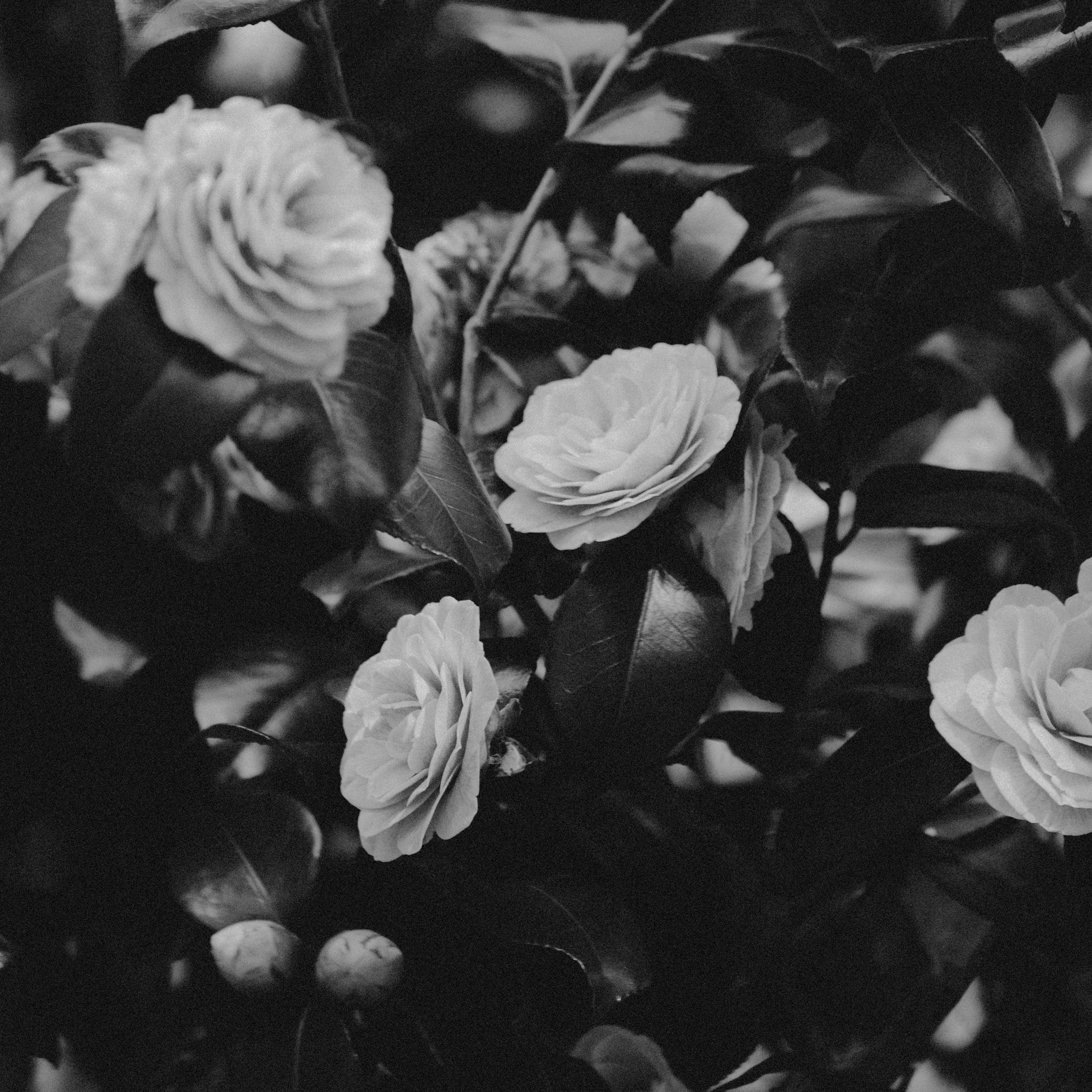 Rose water