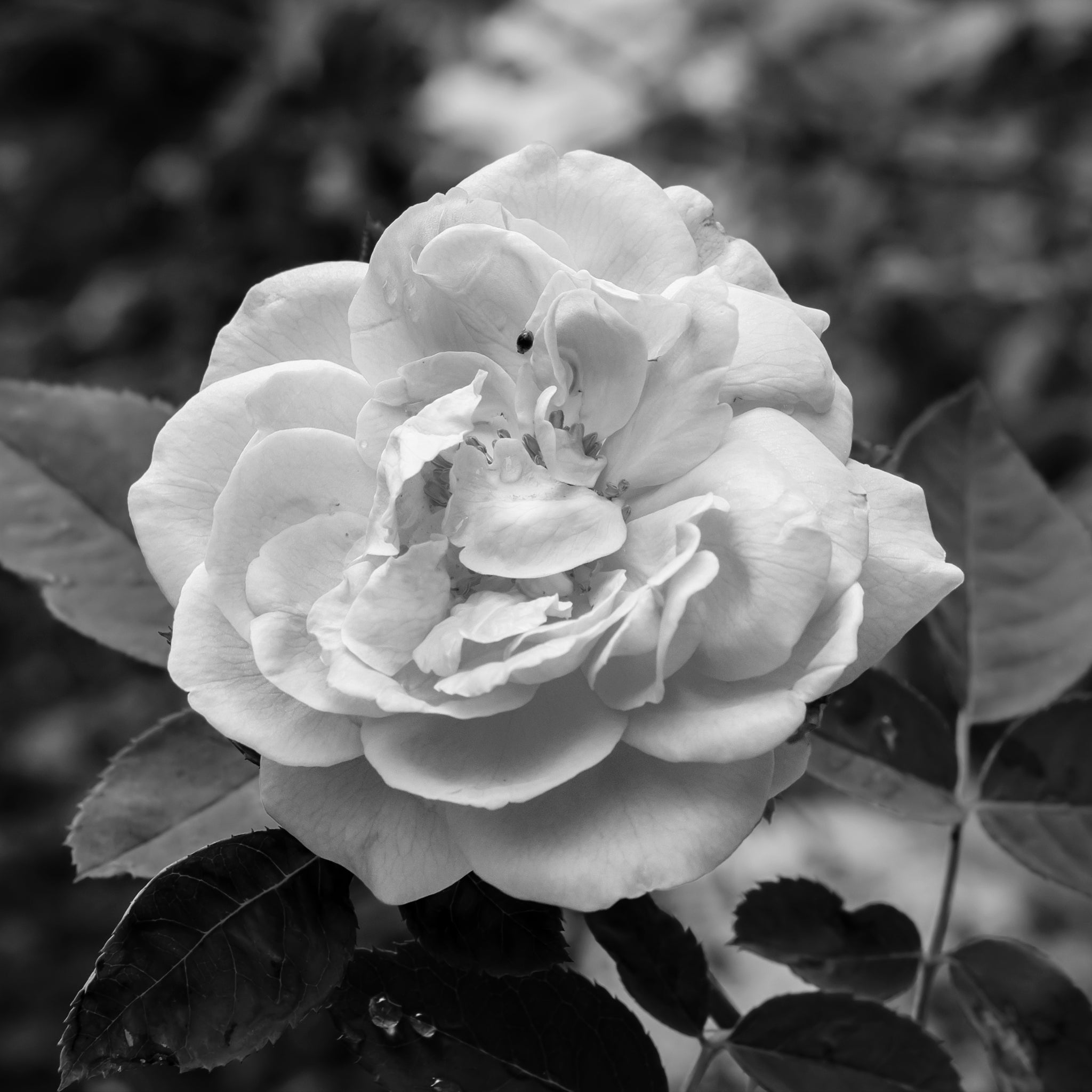 Rose essential oil