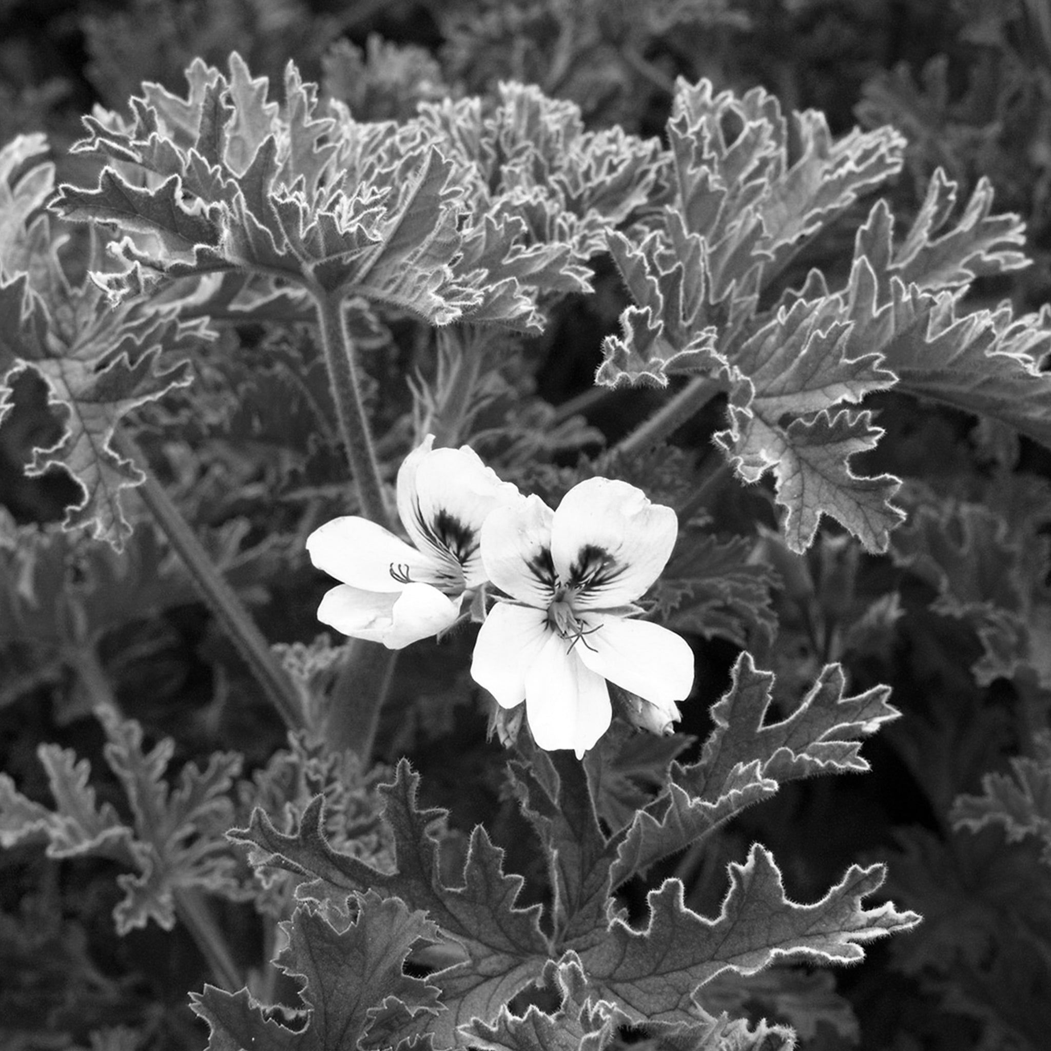 Rose geranium essential oil