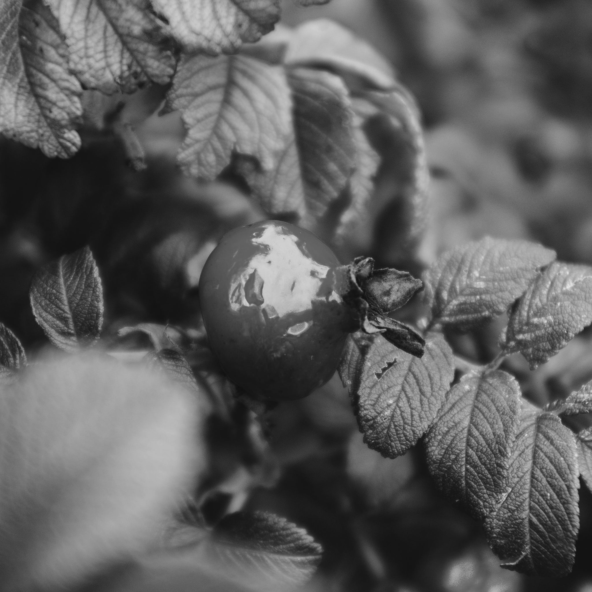 Rosehip seed oil