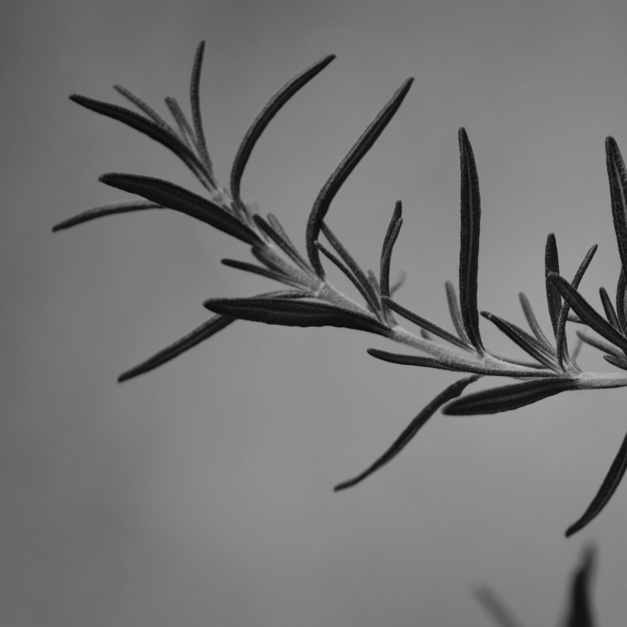 Rosemary oil