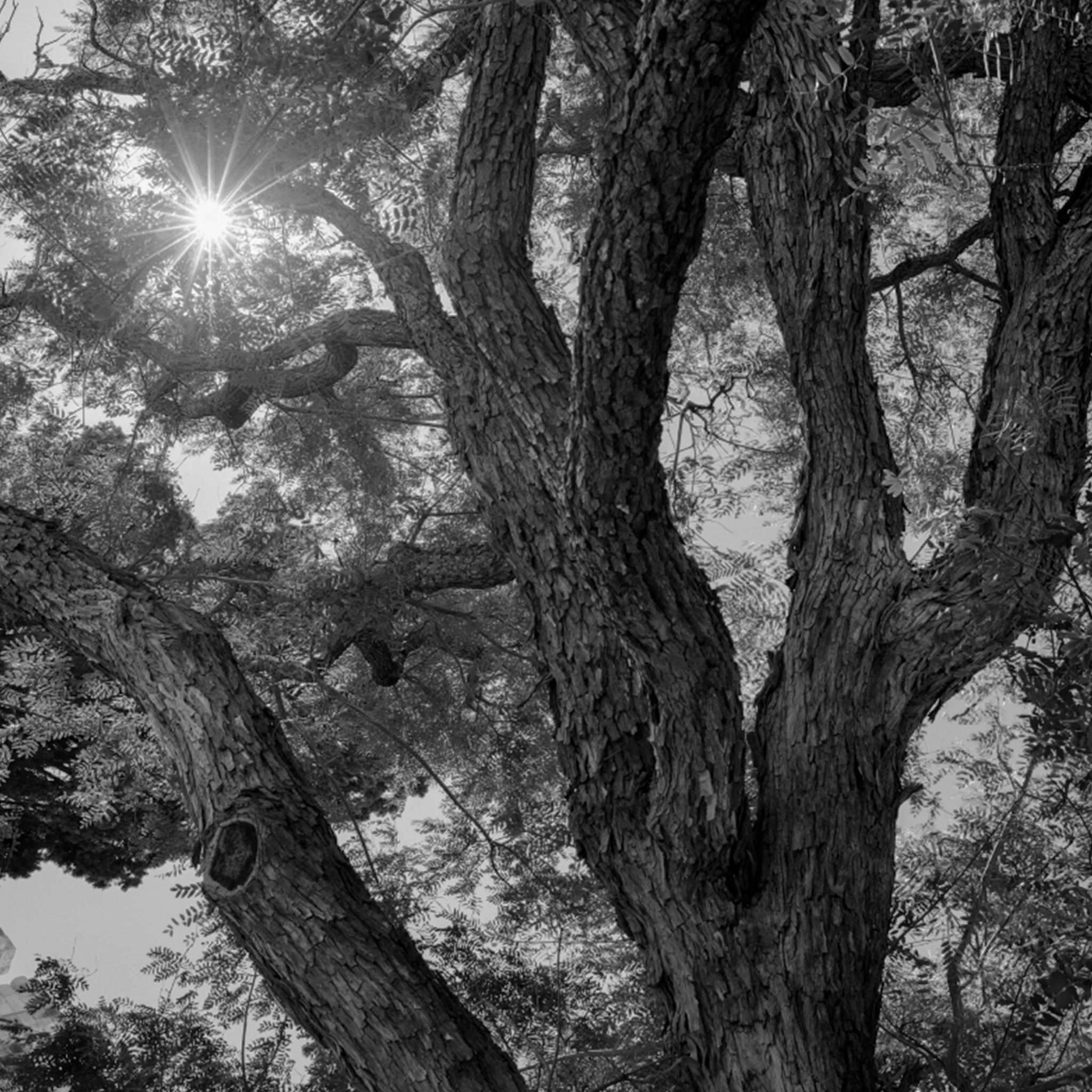 Rosewood oil