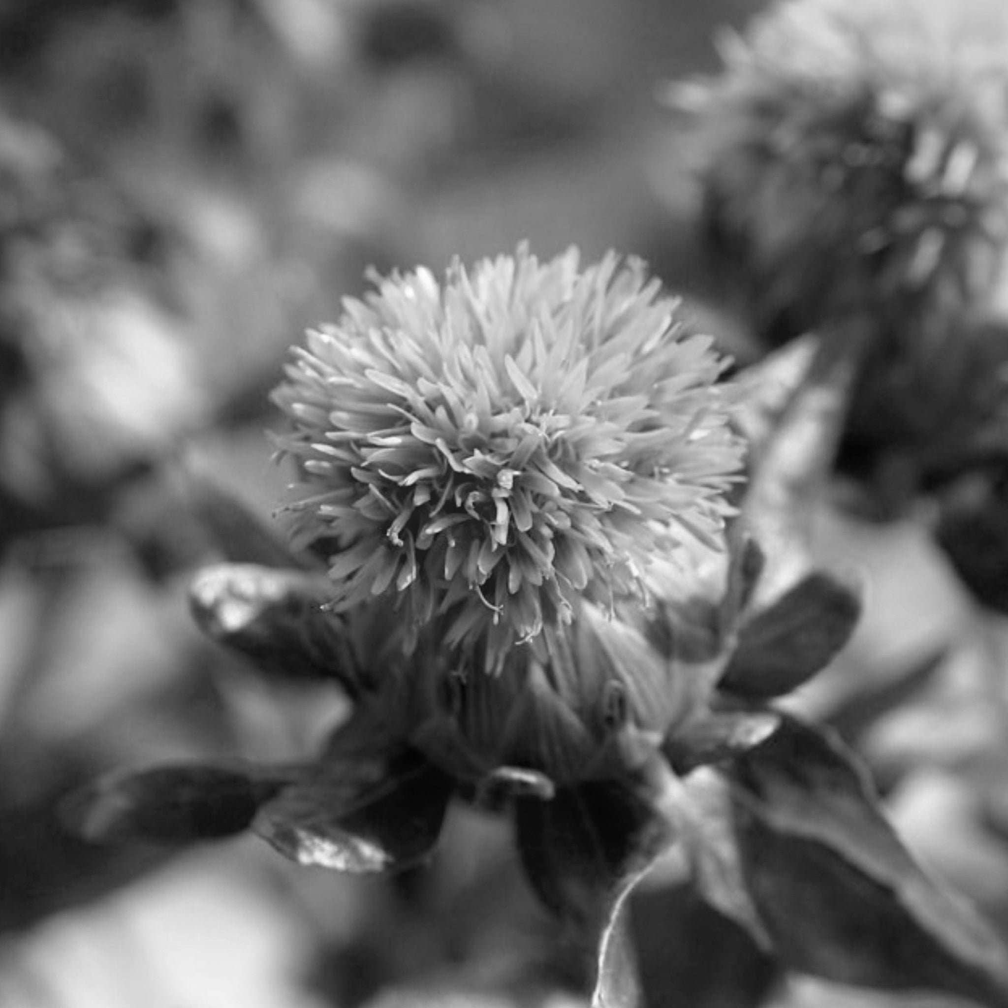 Safflower oil