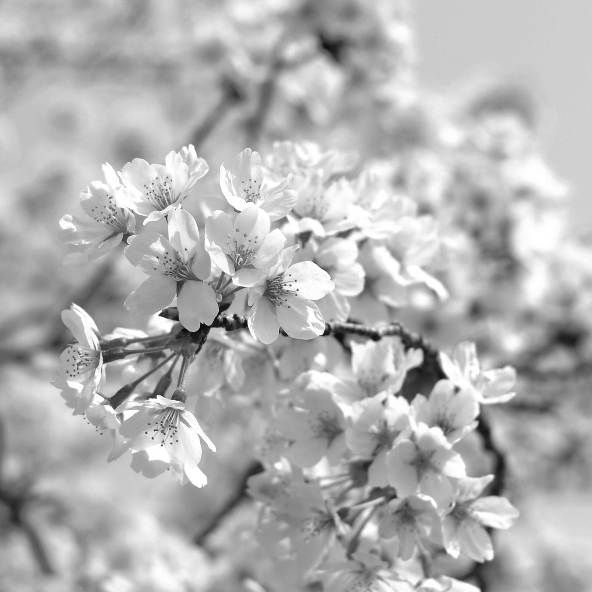 Sakura flower extract