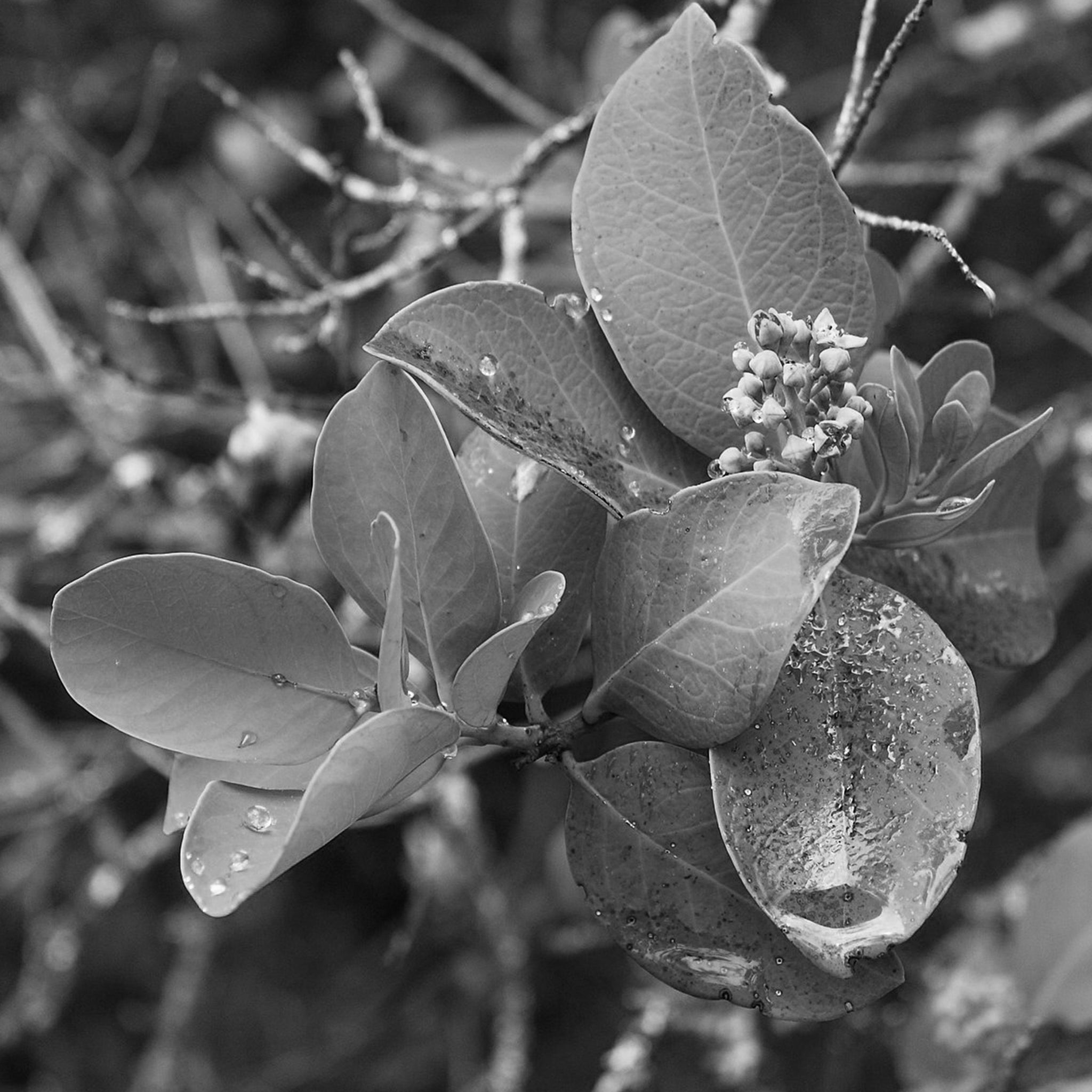 Sandalwood Oil