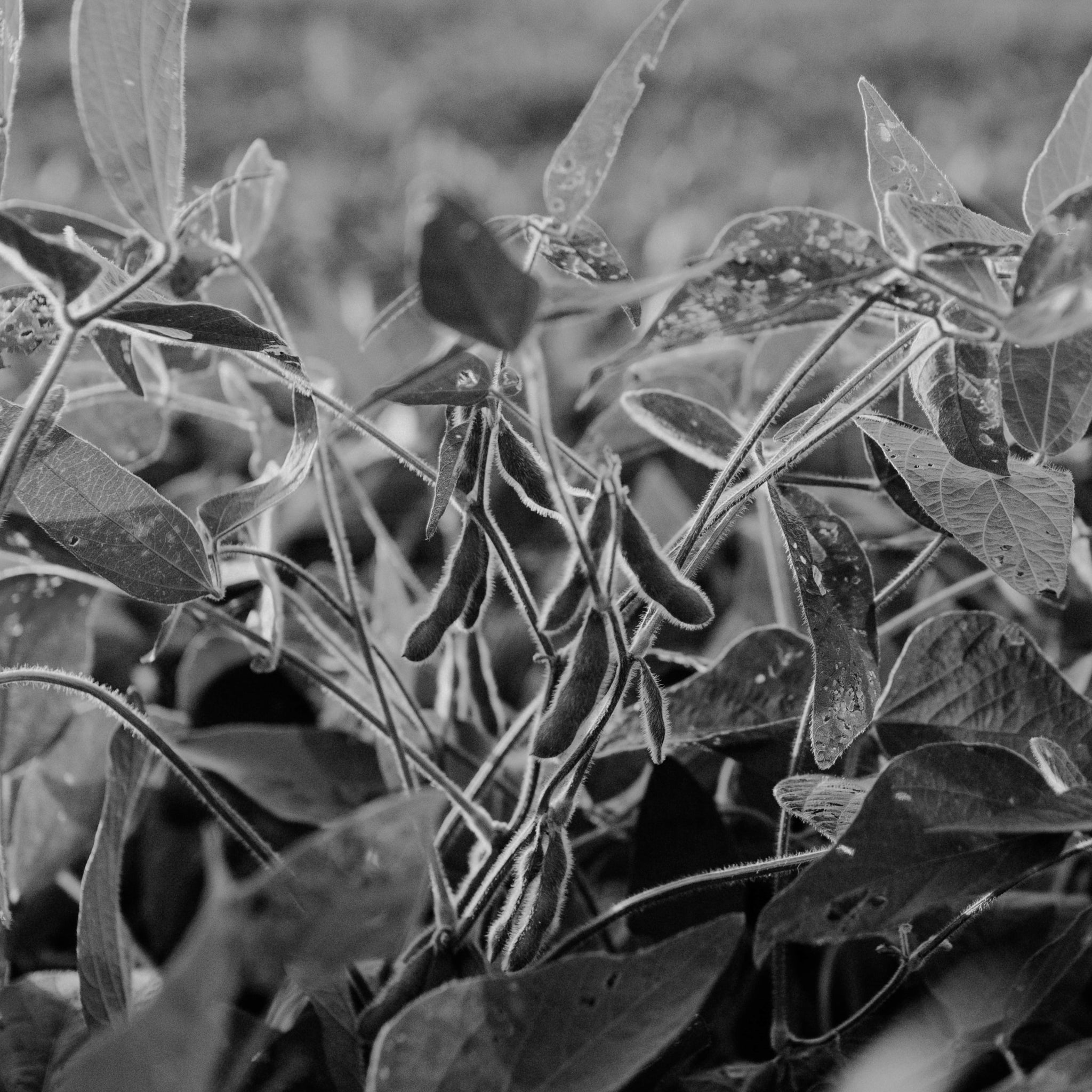 Soybean extract