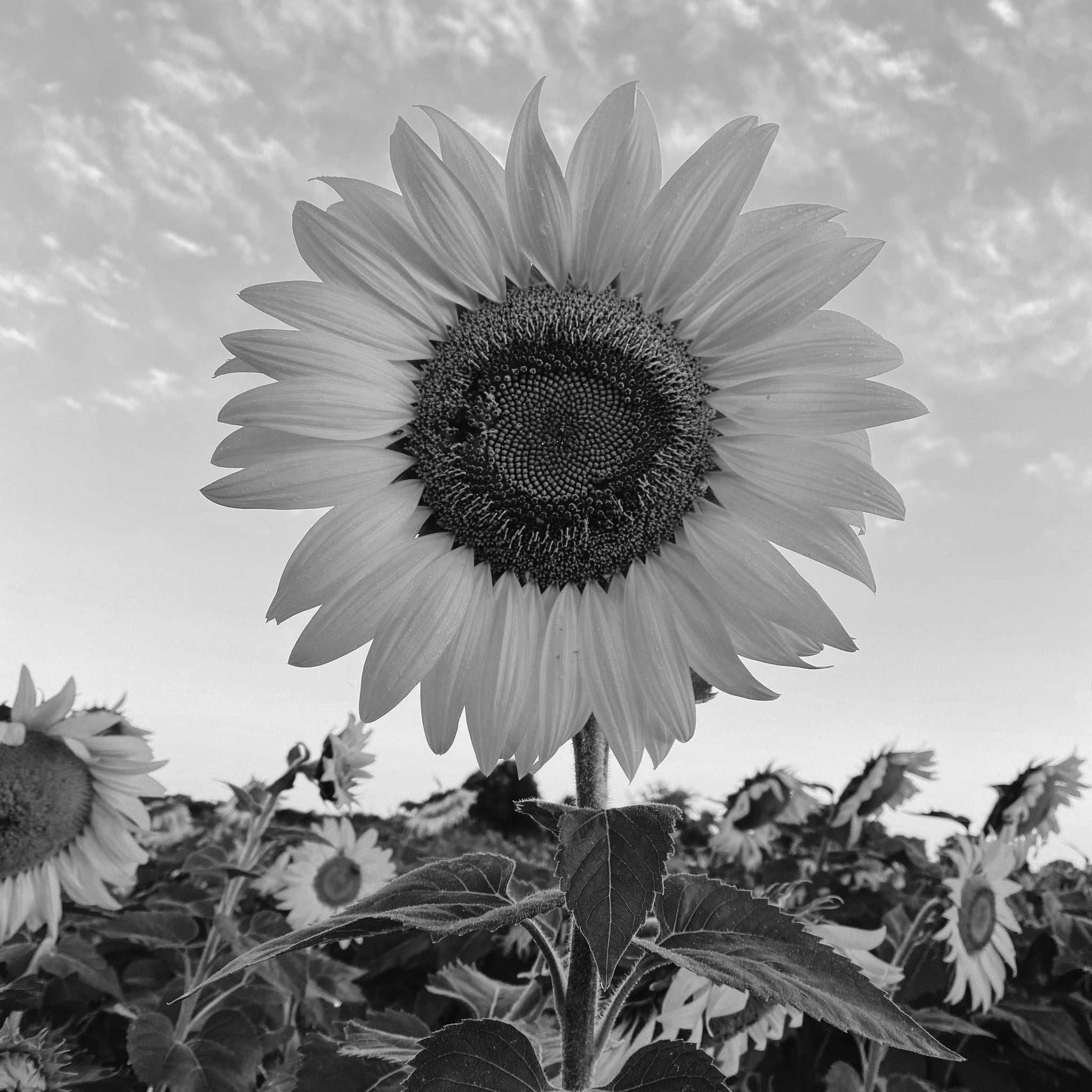 Sunflower seed oil