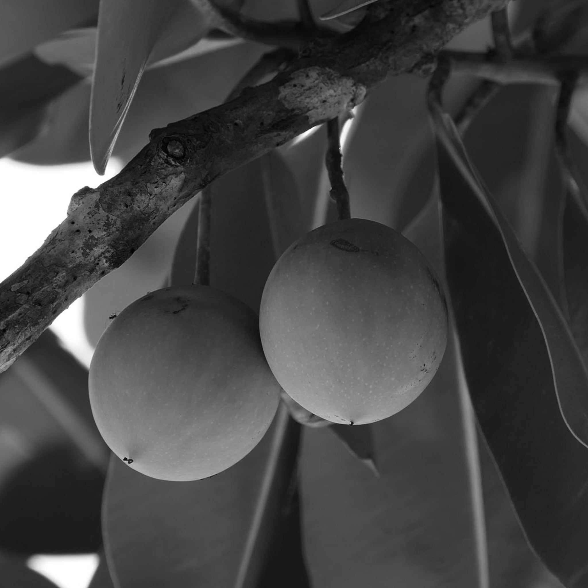 Tamanu oil