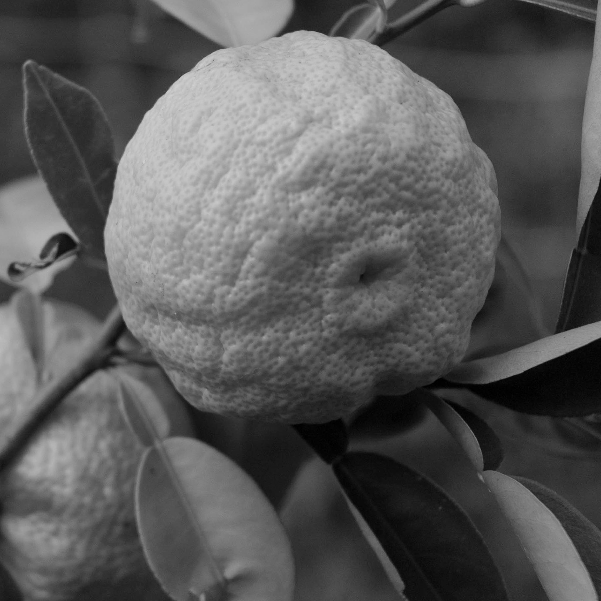 Yuzu extract
