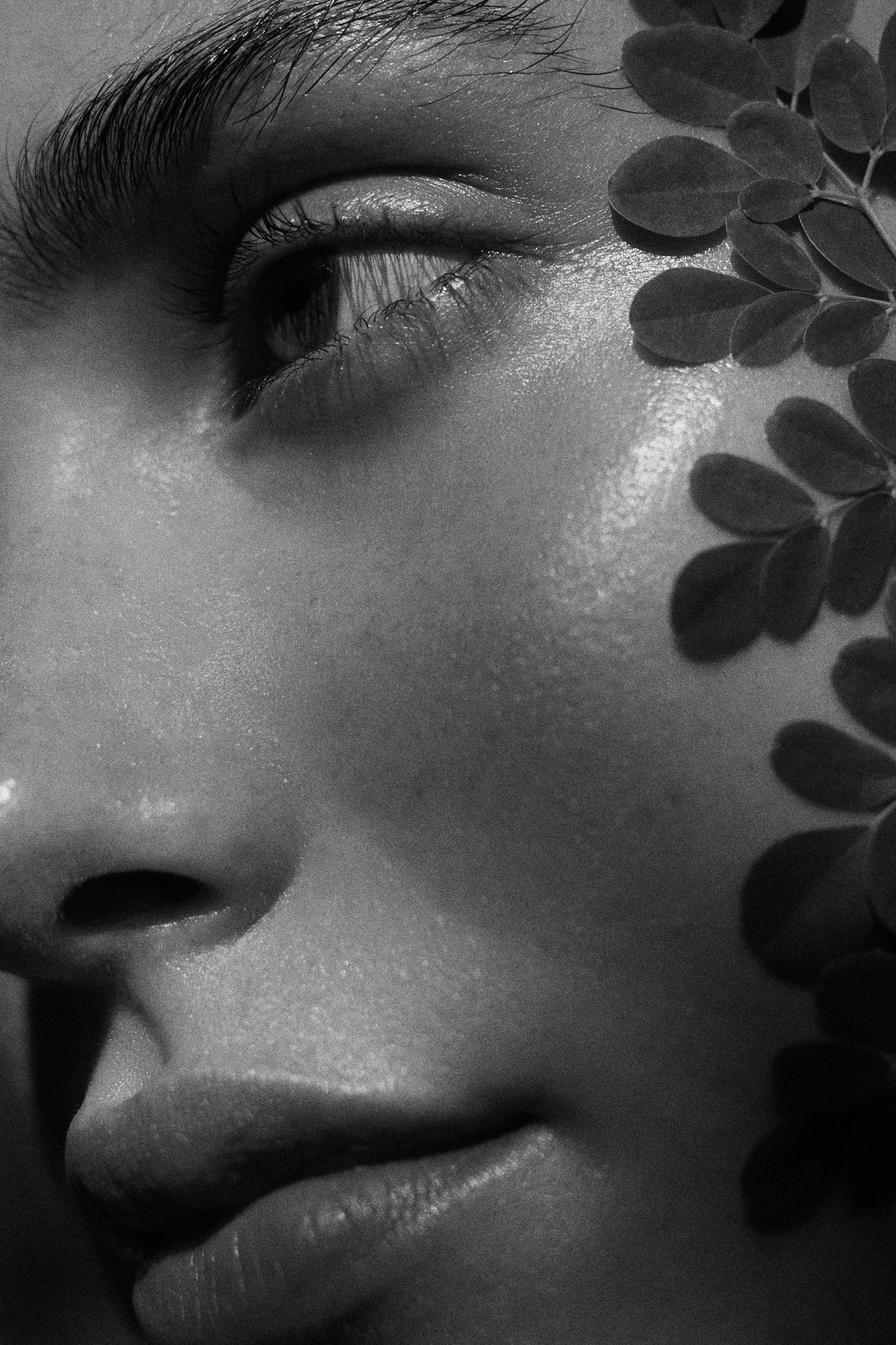 Decorative image of a woman with moringa leaves on her cheek